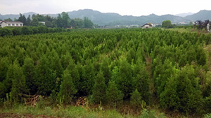 草莓视频APP在线下载山莊苗木基地鬆柏樹
