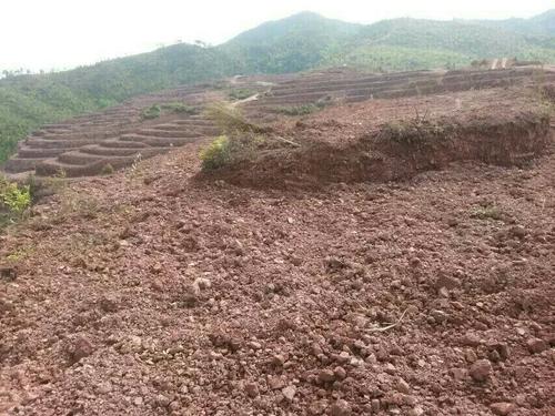 益陽市泥江口石子塘礦山生態草莓视频污在线——國家油茶林示範基地